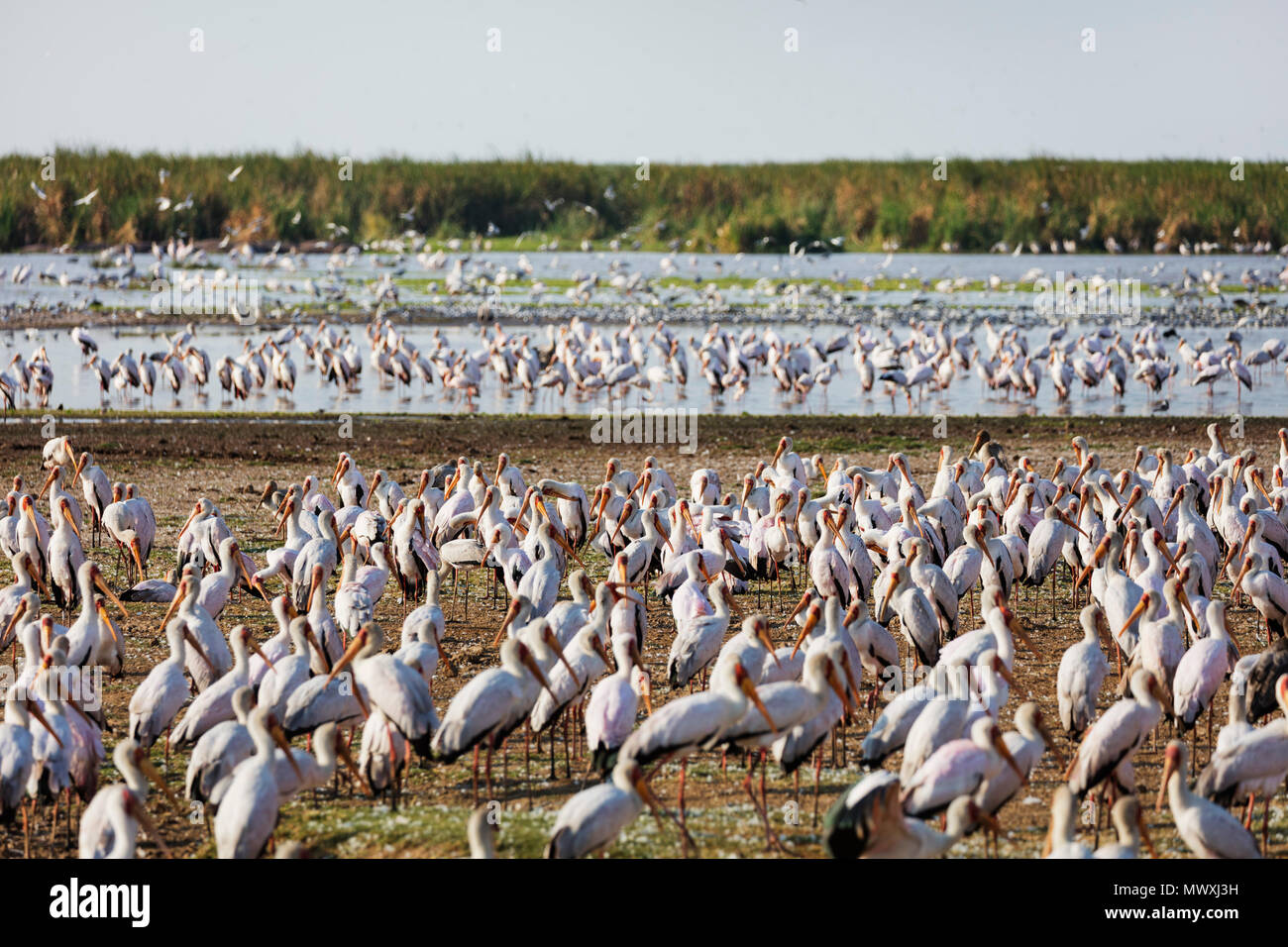 Yellow billed Stork (mycteria Ibis), Lake Manyara National Park, Tansania, Ostafrika, Südafrika Stockfoto