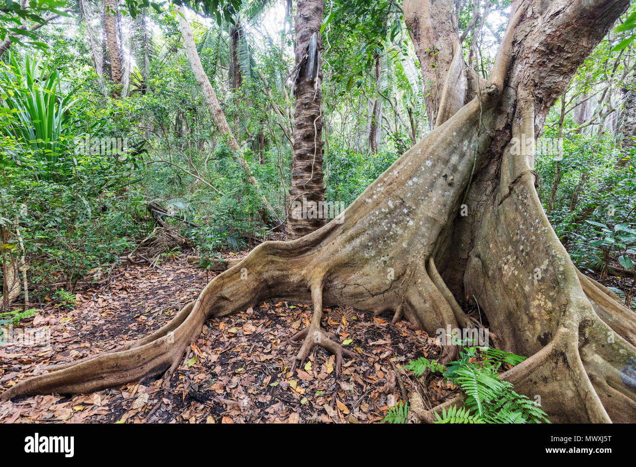 Banyan Tree (Curtain Fig Tree) (Ficus microcarpa), Jozani Forest, den Jozani Chwaka Bay National Park, Insel Sansibar, Tansania, Ostafrika, Südafrika Stockfoto