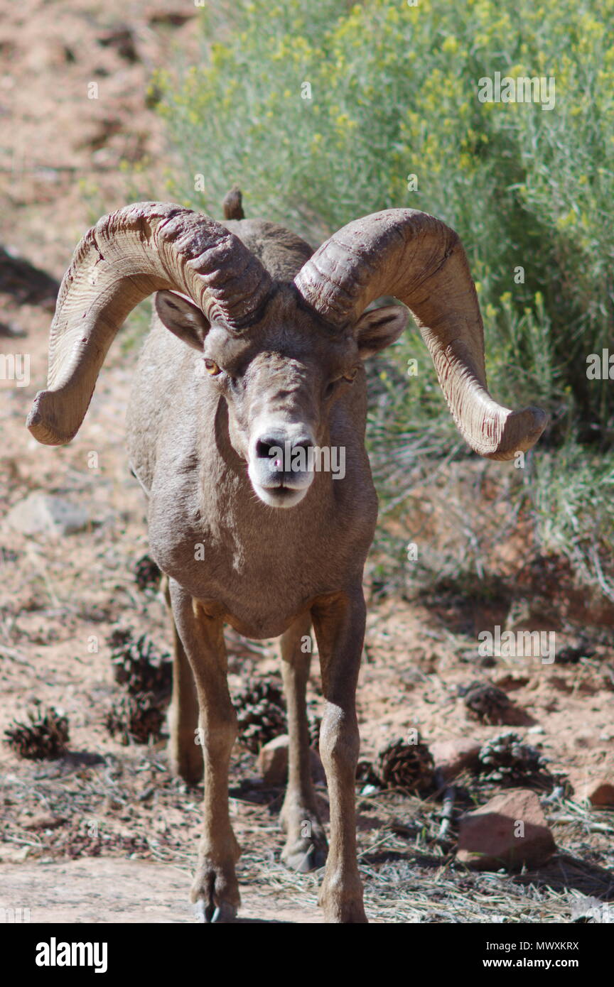 Desert Bighorn Schafe Ram Stockfoto