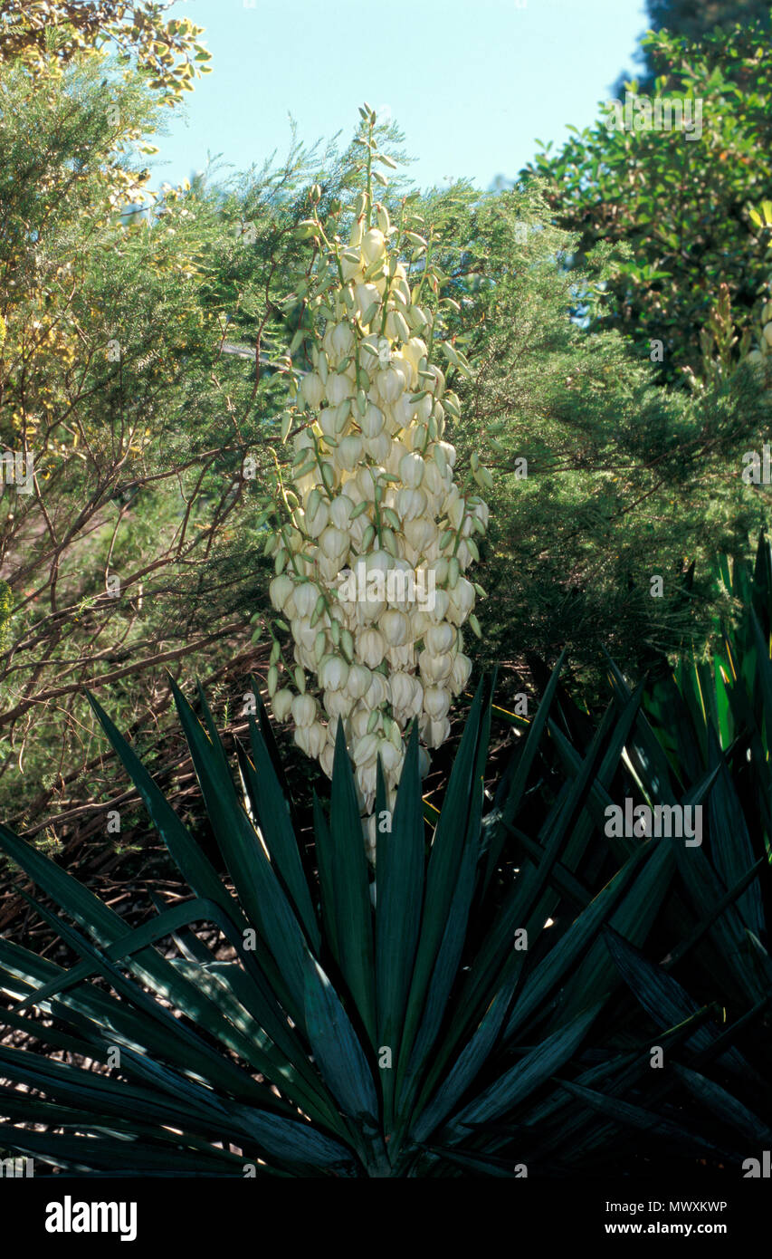YUCCA FILAMENTOSA (ADAM'S NEEDLE ODER SPANISCH BAJONETT) Stockfoto