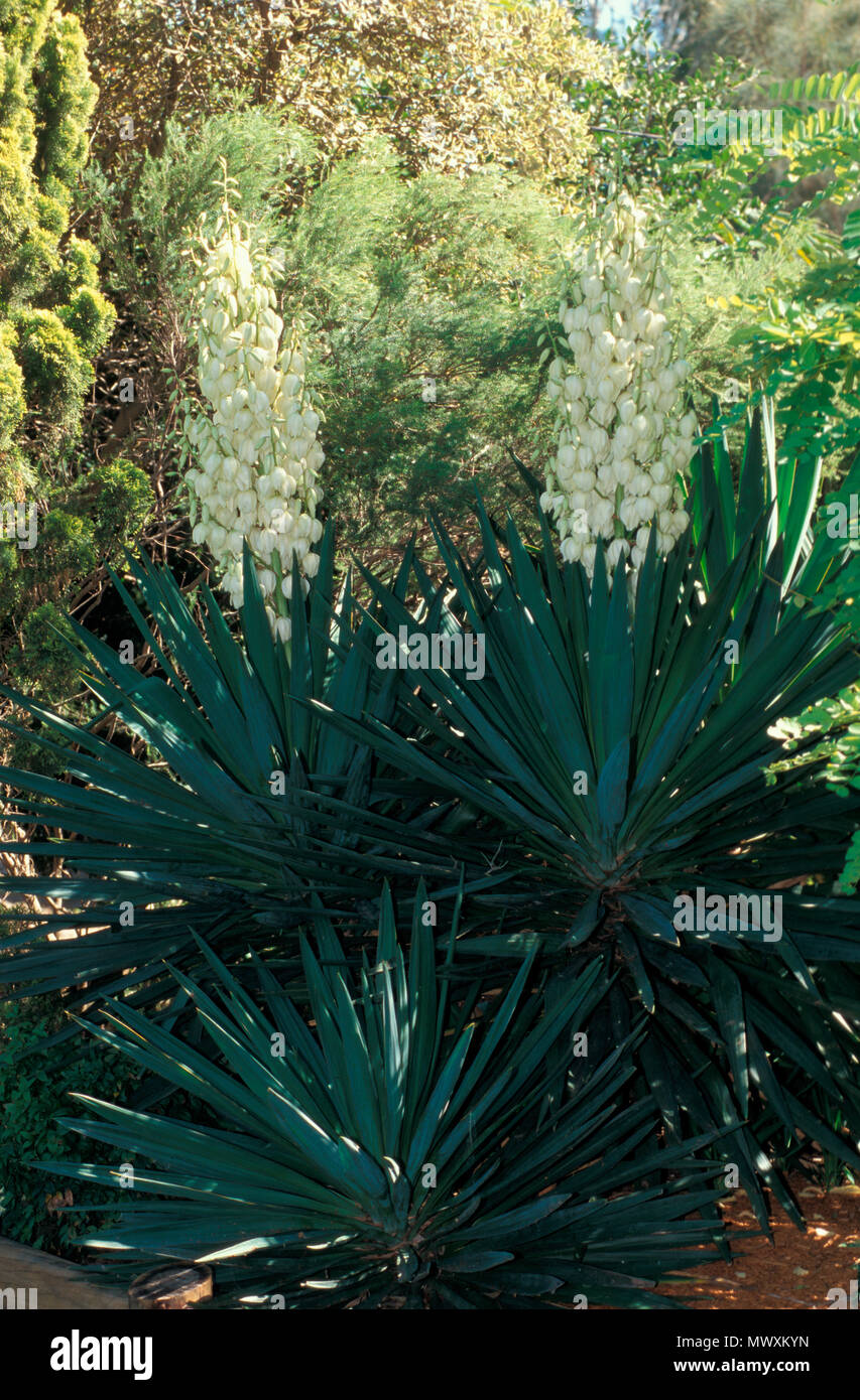 YUCCA FILAMENTOSA (ADAM'S NEEDLE ODER SPANISCH BAJONETT) Stockfoto