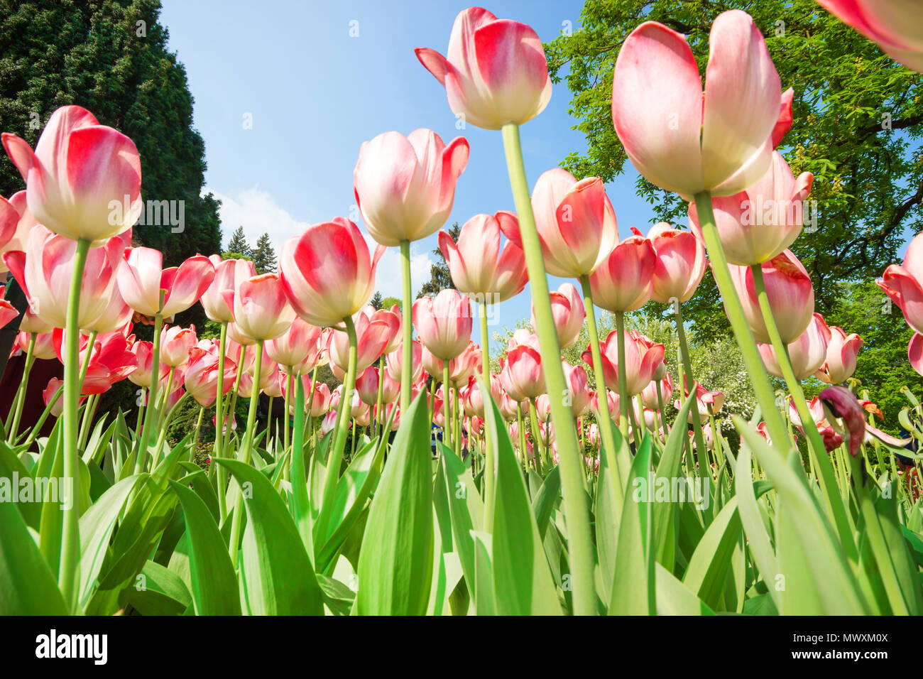 Frühling Blumen, Tulpen Blumen in der Wiese Natur im Frühling Hintergrund, rosa Blumen, wunderschönen Blumenstrauß aus Tulpen Natur Hintergrund. Selektive konzentrieren. Stockfoto