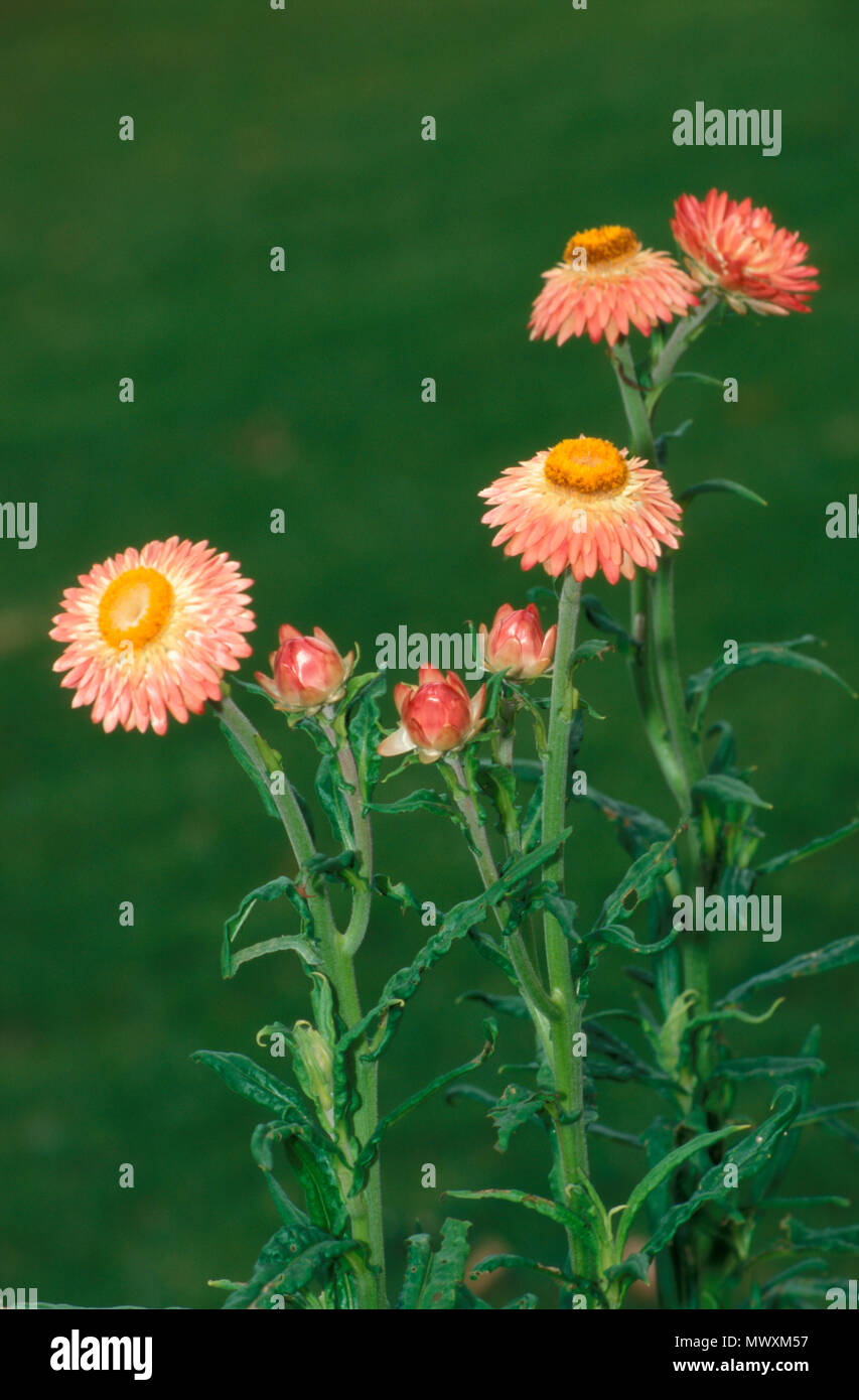 Stroh Blumen oder EVERLASTINGS mit gewellten Blätter von BLATTLAUS BEFALL Stockfoto