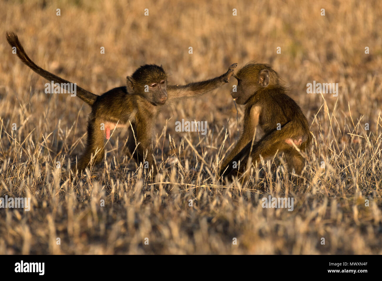 Junge Paviane spielen kämpfen Mashatu in Botsuana Stockfoto
