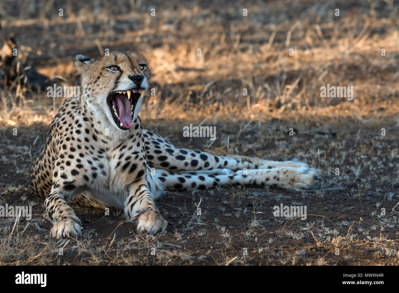 Gepardin in Mashatu Botswana Stockfoto
