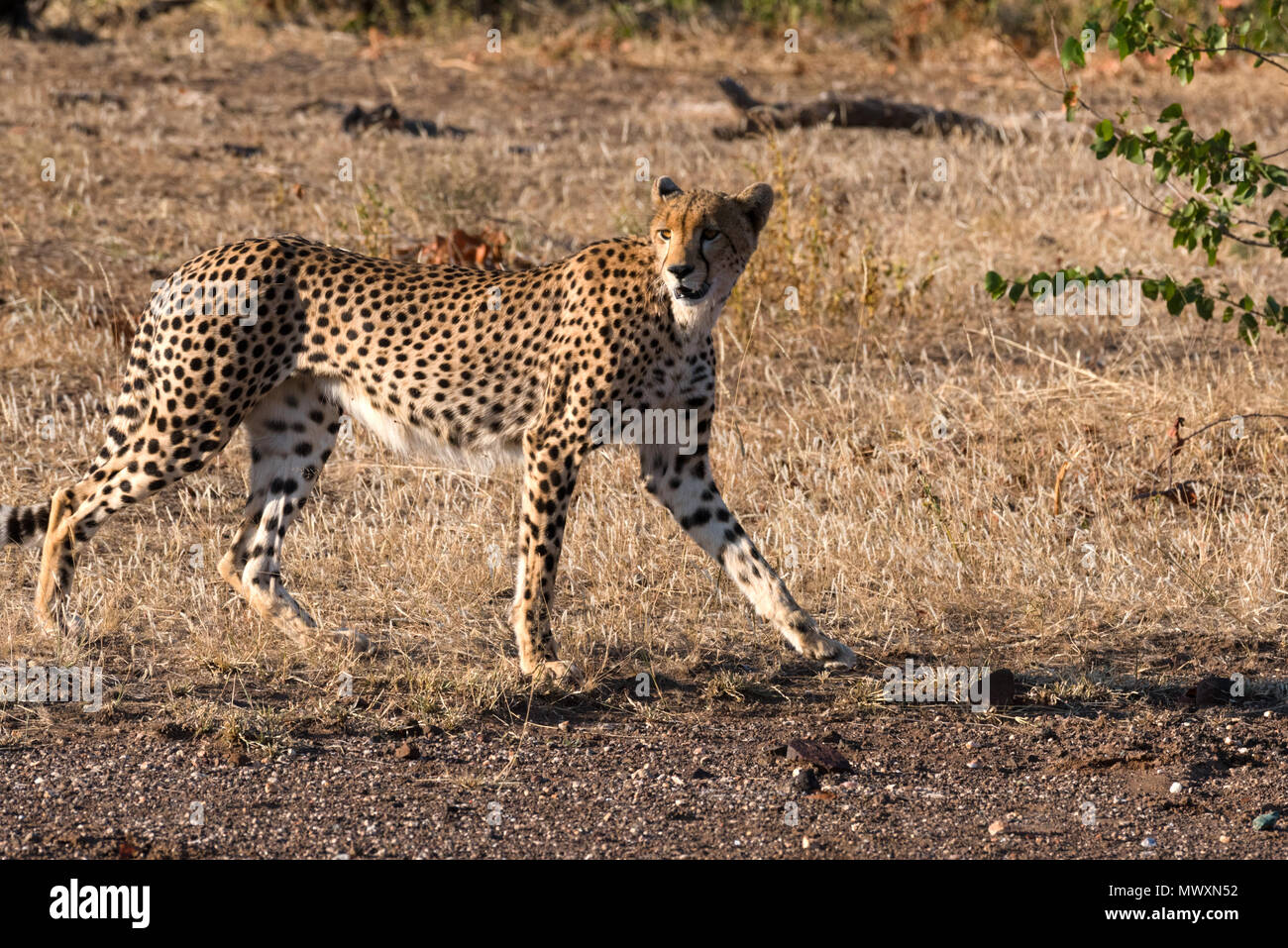 Gepardin in Mashatu Botswana Stockfoto