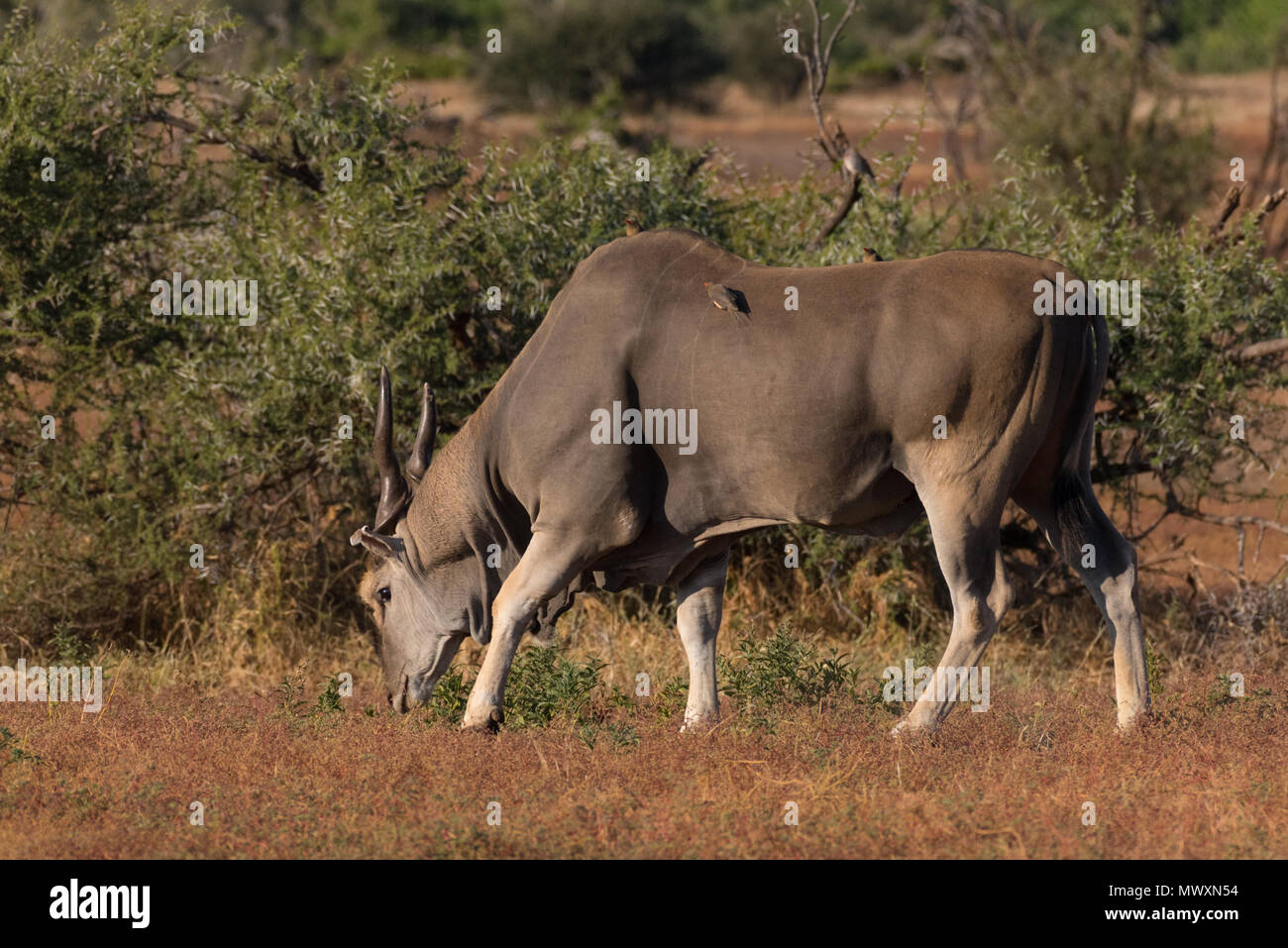 Gemeinsame Eland, Mashatu Game Reserve in Botswana Stockfoto