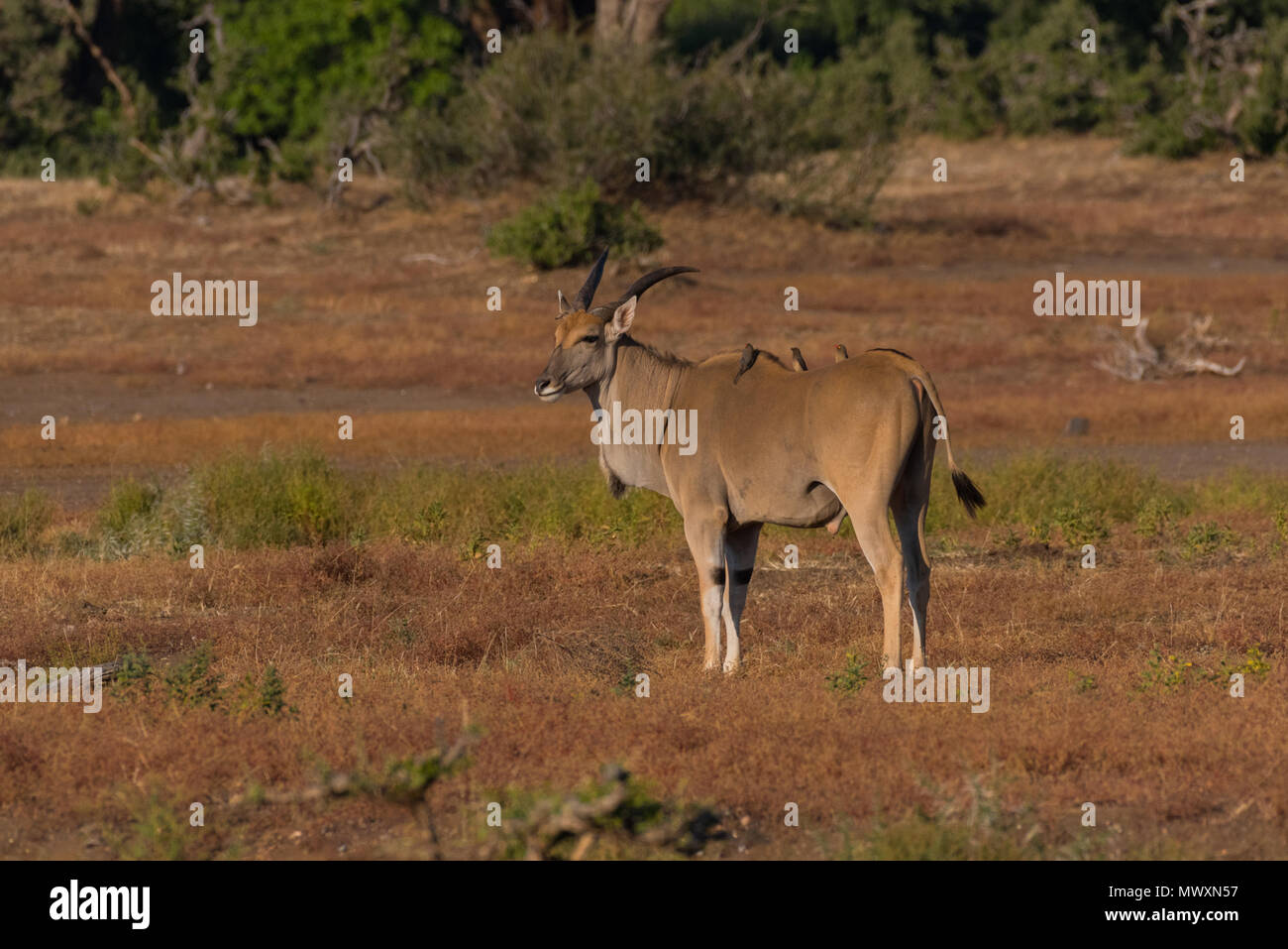 Gemeinsame Eland, Mashatu Game Reserve in Botswana Stockfoto