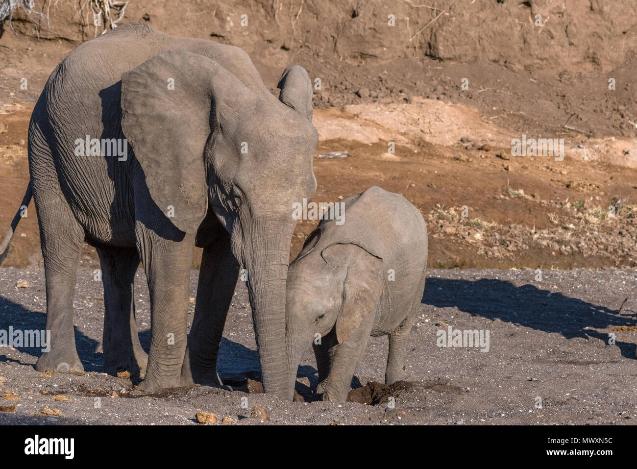 Mutter und Baby Elefant in der Mojave River Botswana Stockfoto