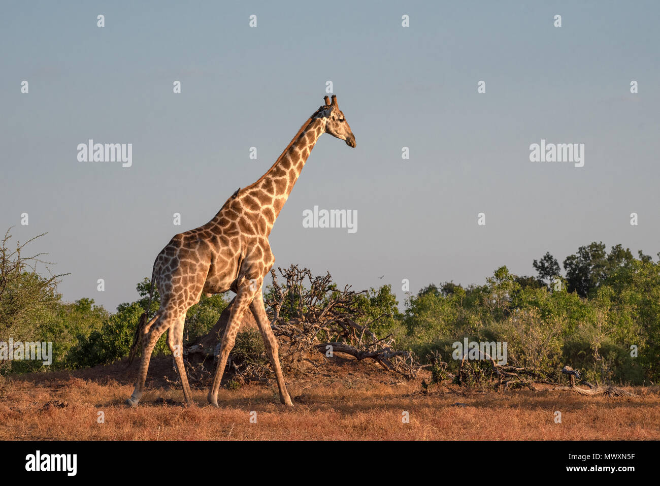 Southern African Giraffe in Mashatu in Botsuana Stockfoto