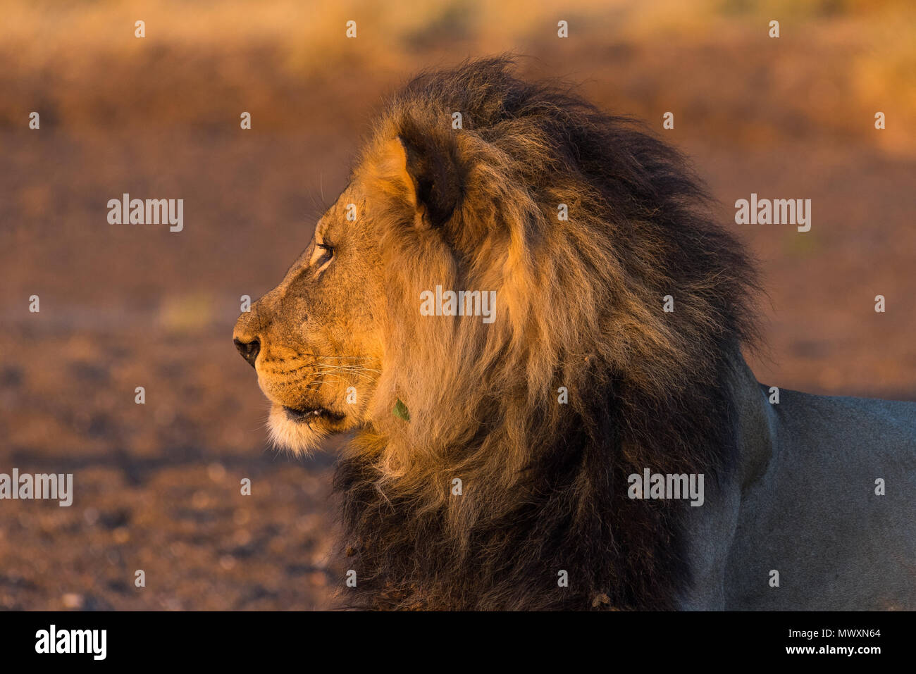 Männliche schwarze Maned afrikanischen Löwen in Mashatu Game Reserve in Botswana Stockfoto