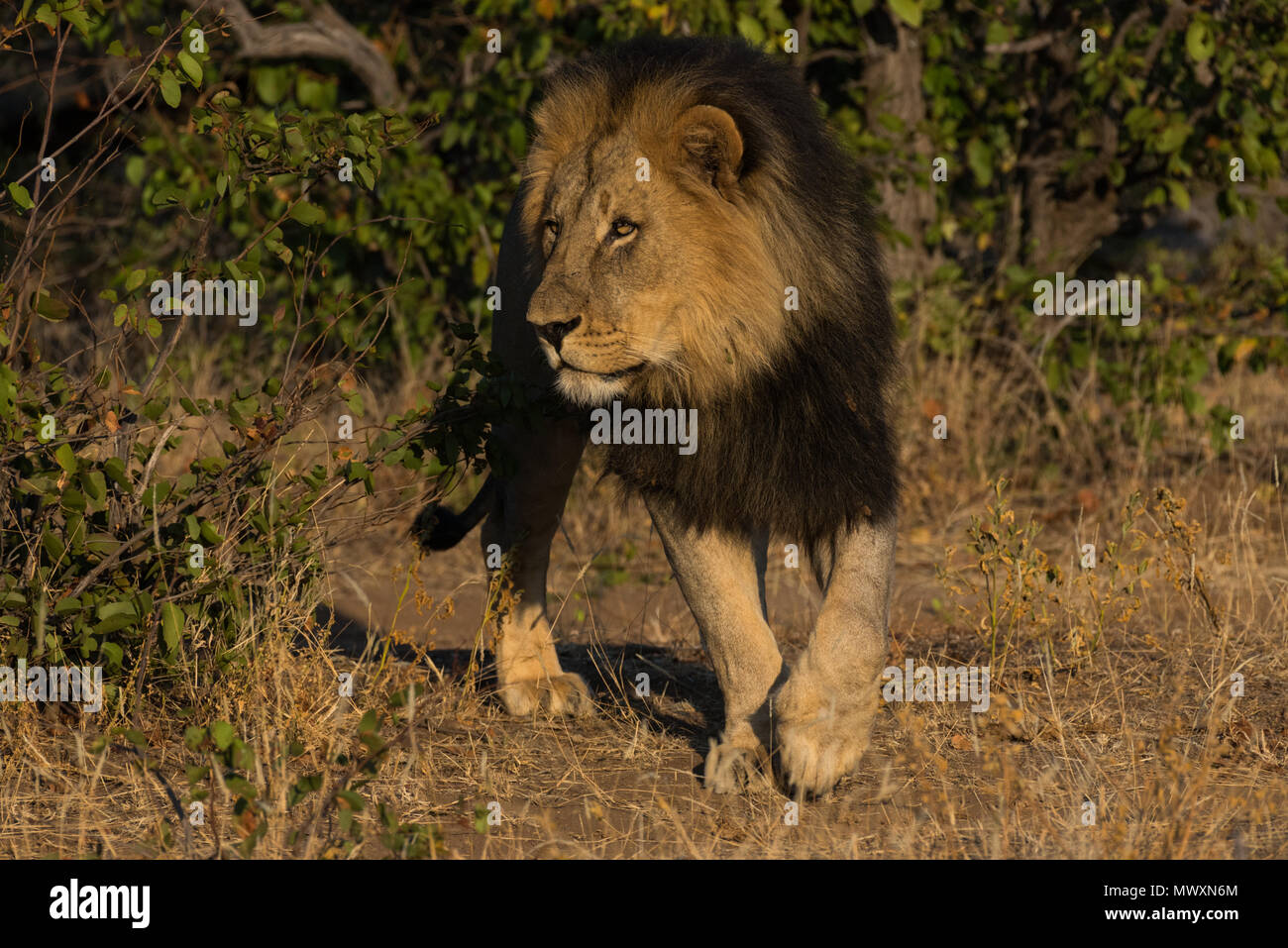 Männliche schwarze Maned afrikanischen Löwen in Mashatu Game Reserve in Botswana Stockfoto