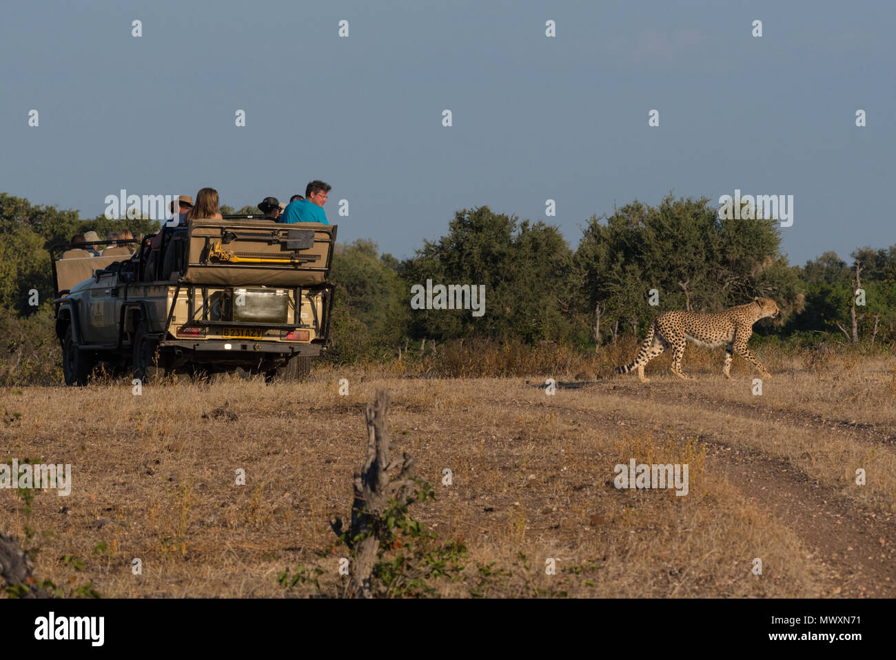 Touristen in einem Safari Truck gerade ein Leopard Stockfoto
