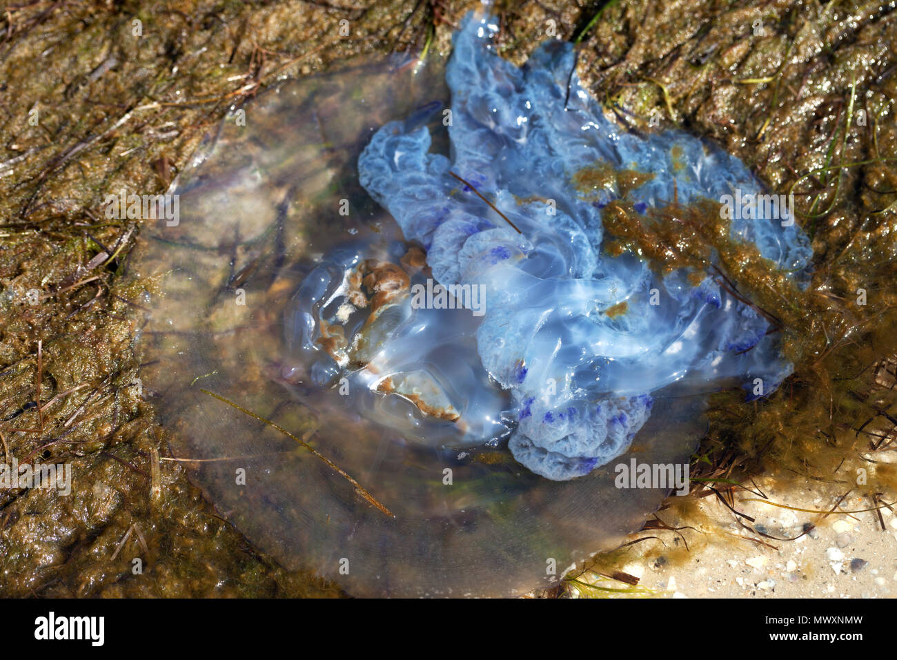 Über tote Quallen umgedreht (Rhizostoma) gewaschen an Land auf Sand Strand mit Algen Stockfoto