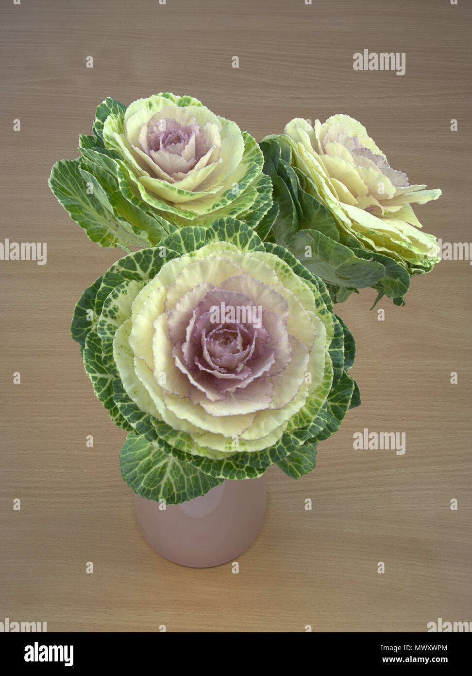 Zierpflanzen Kale gegen ein Holz Hintergrund Stockfoto