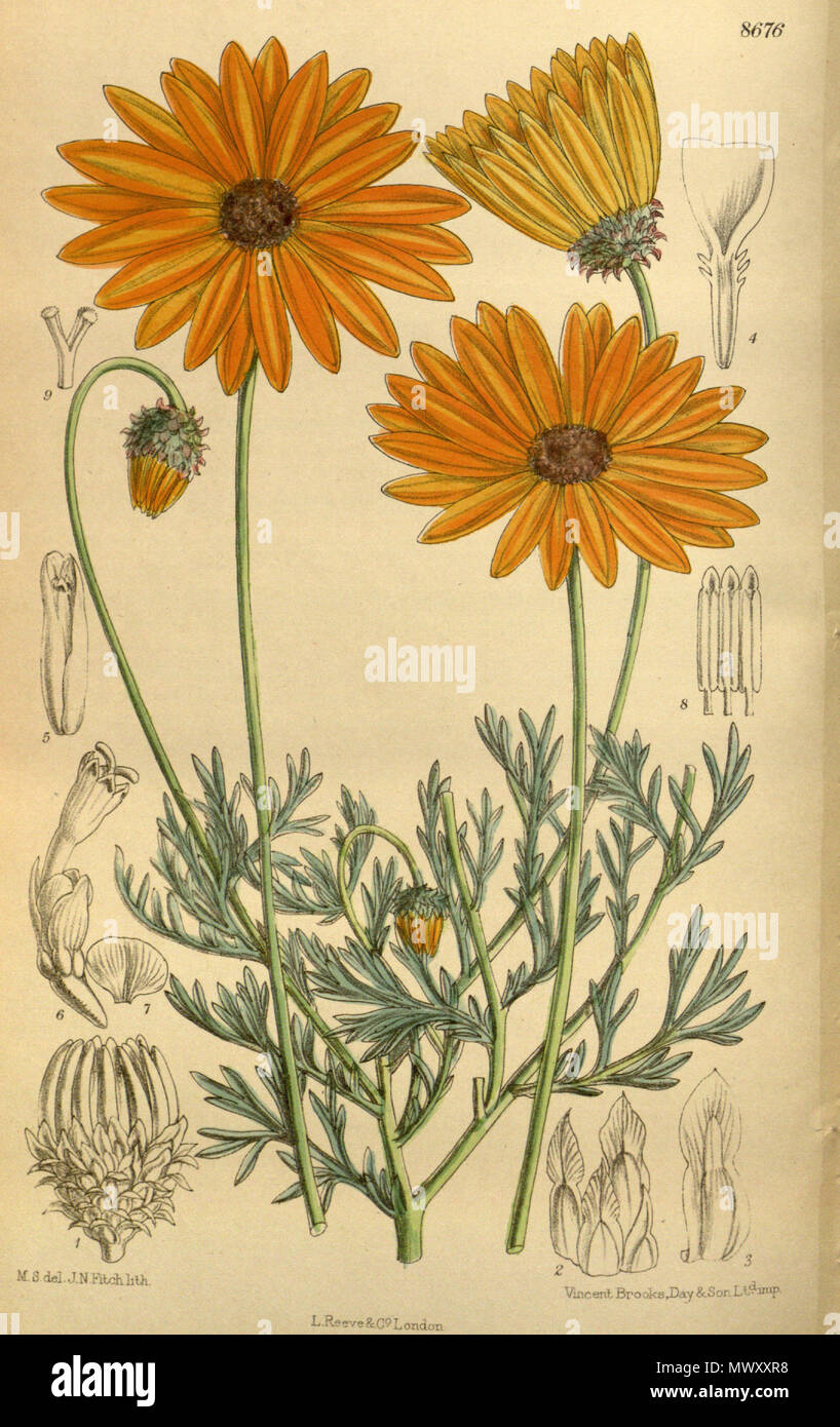 . Ursinia cakilefolia, Asteraceae. 1916. M.S. Del., J. N. Fitch lith. 623 Ursinia cakilefolia 142-8676 Stockfoto