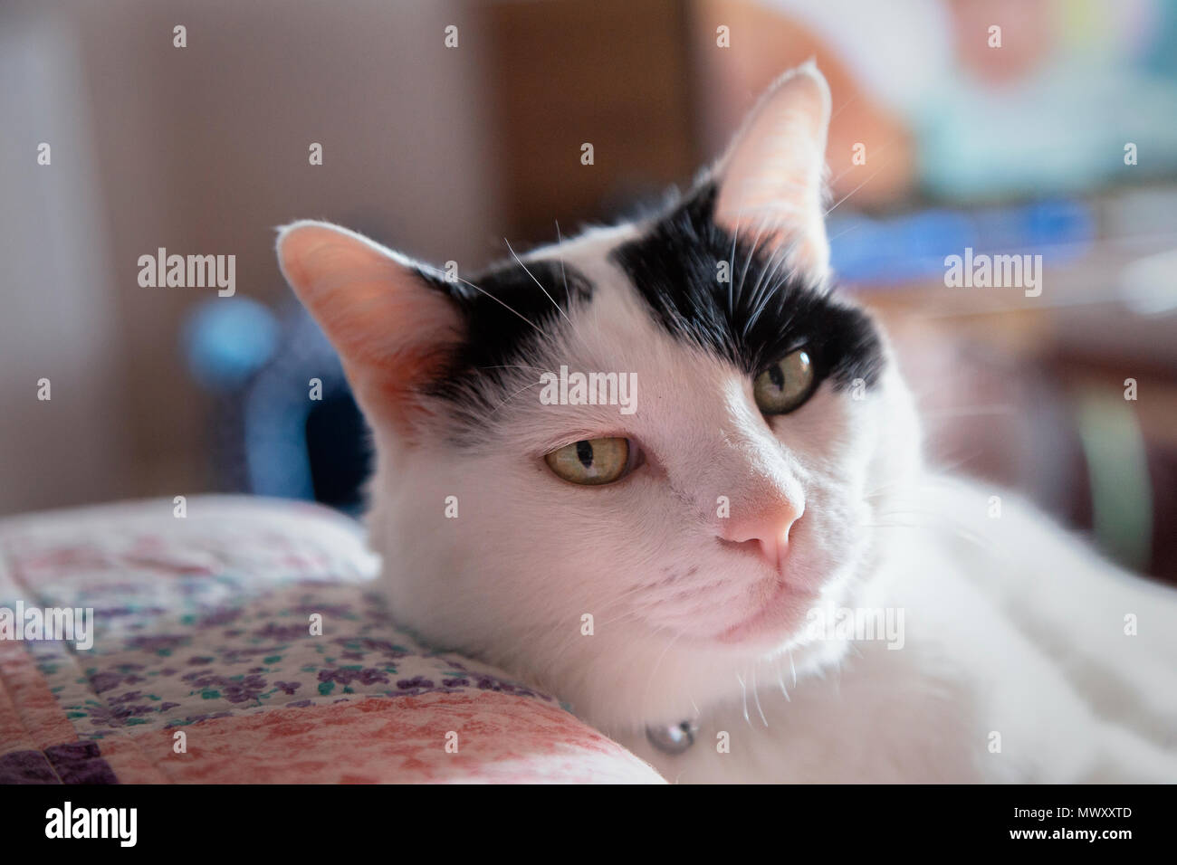 Eine Hauskatze in Bangkok, Thailand Stockfoto