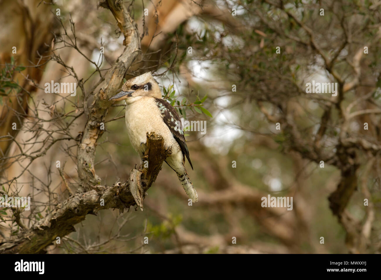 Ein Laughing Kookaburra (Dacelo novaeguineae) auf eine Niederlassung eines breitblättrigen Paperbark Baum (Melaleuca quinquenervia) ist eine einheimische australische Vogel Stockfoto