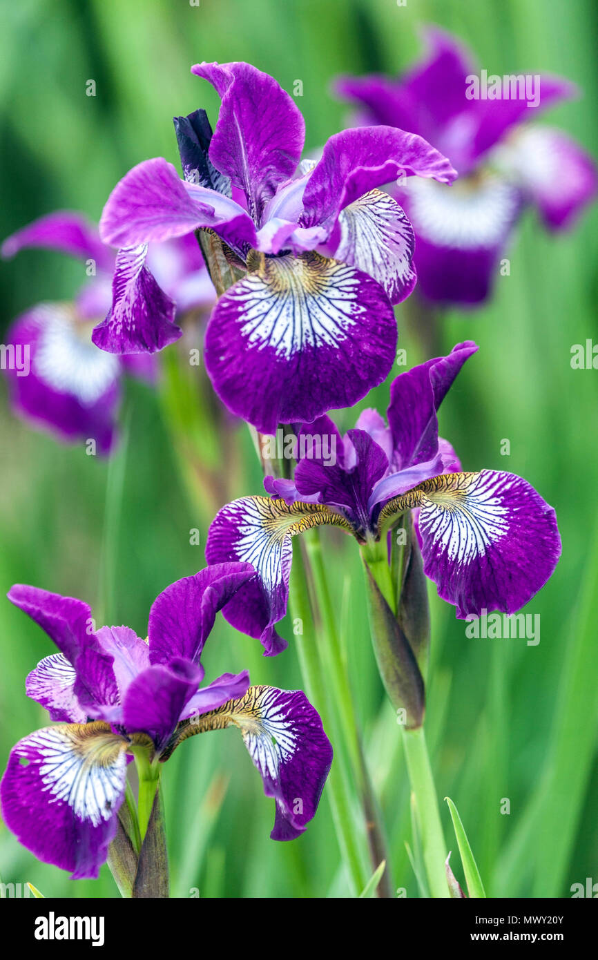 Sibirische Iris sibirica 'Demure Illini' Spätfrühling blüht Stockfoto