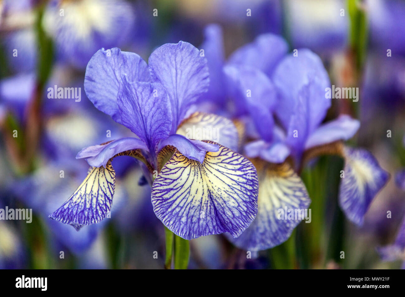 Sibirische Iris pumila 'Verbannen Unglück", Iris Blume blau Stockfoto