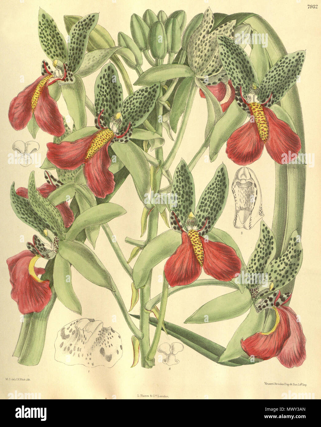 . Abbildung: Cymbidiella pardalina (syn. Cymbidium rhodochilum). 1904. M. S. del. (= Matilda Smith, 1854-1926), J. N. Fitch lith. (= John Nugent Fitch, 1840 - 1927) Beschreibung von William Botting Hemsley (1843-1924) 149 Cymbidiella pardalina Cymbidium rhodochilum (als) - blütenstand - Curtis' 130 (Ser. 3 Nr. 60) pl. 7932 (1904) Stockfoto