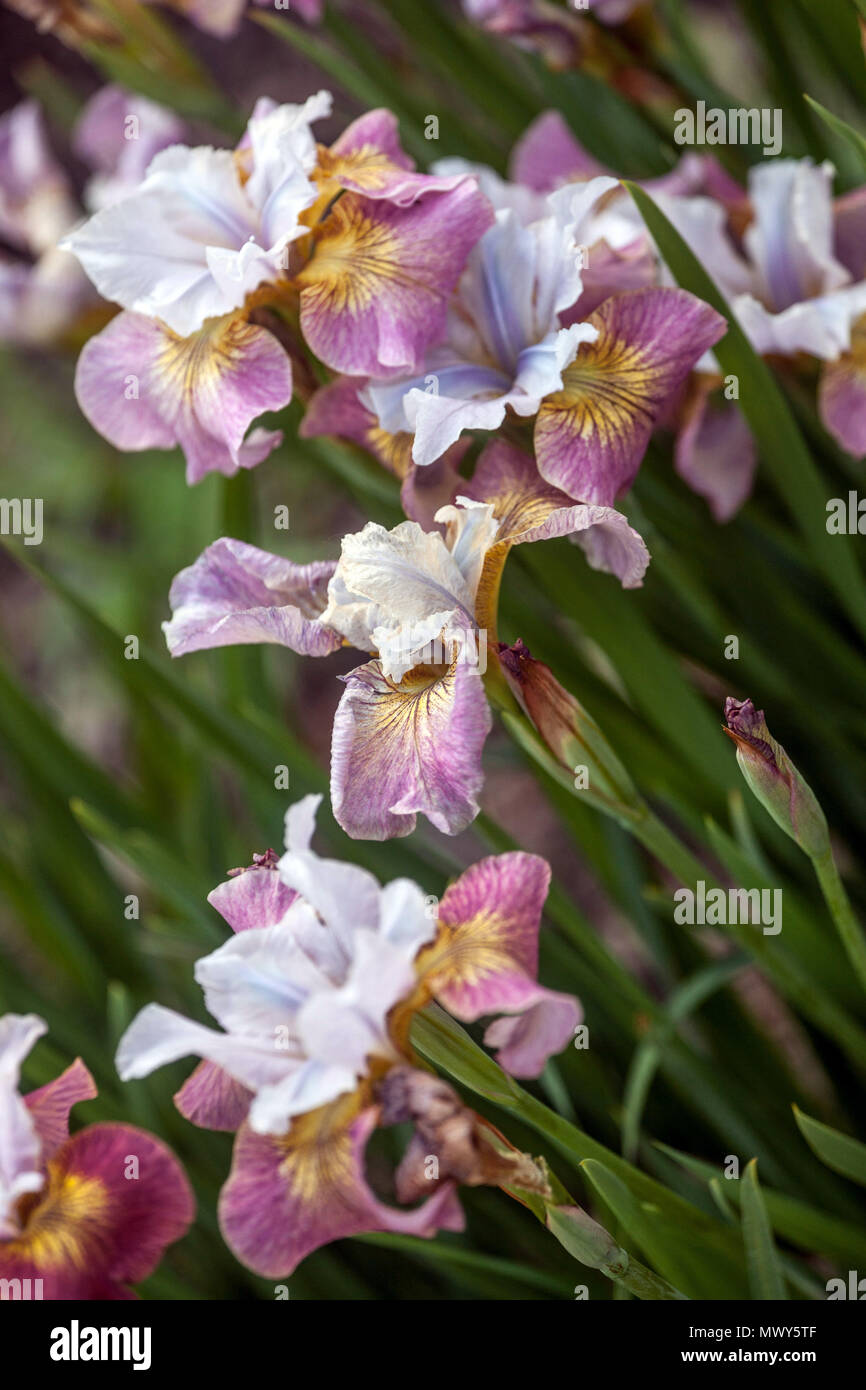 Lila Sibirische Iris pumila "Sugar Rush" Stockfoto