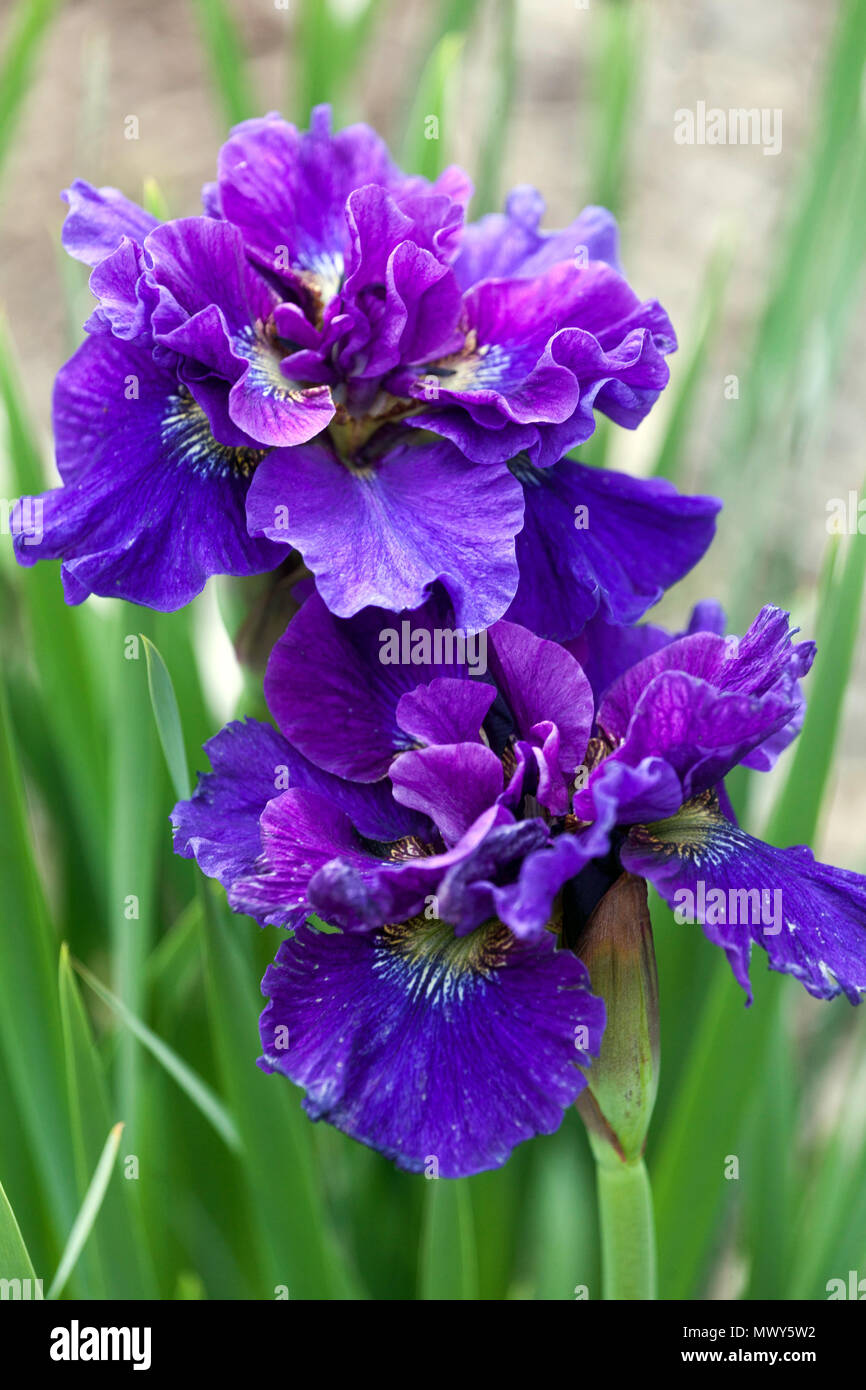 Blau Sibirische Iris pumila Concord Crush' Stockfoto