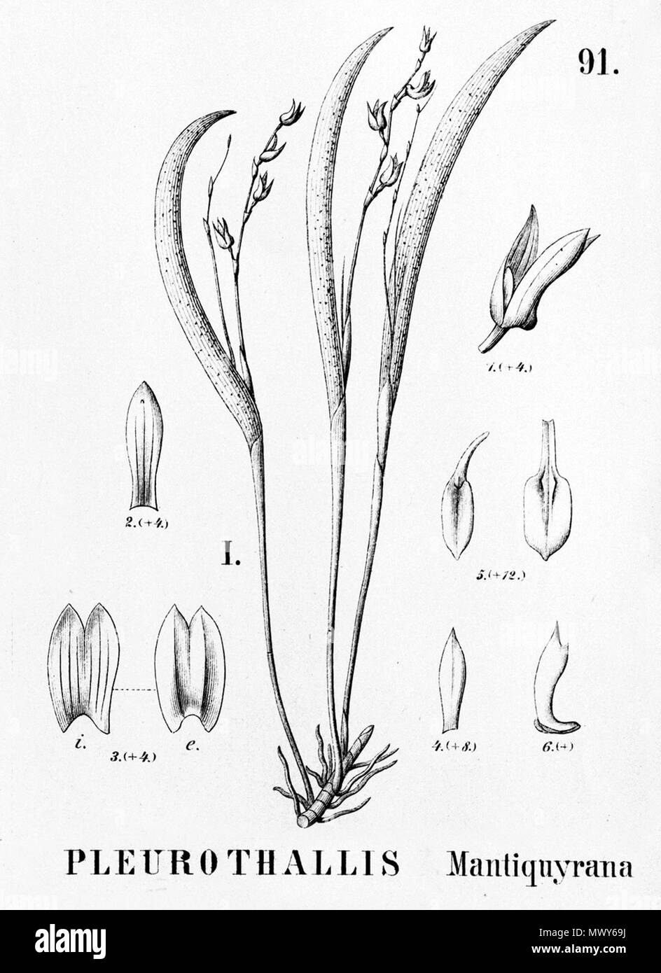 . Abbildung: Schmetterlinge mantiquyrana. 1896. Alfred Cogniaux (1841-1916) 489 Schmetterlinge mantiquyrana - Ausschnitt aus Flora brasiliensis 3-4-91 Abb. I Stockfoto