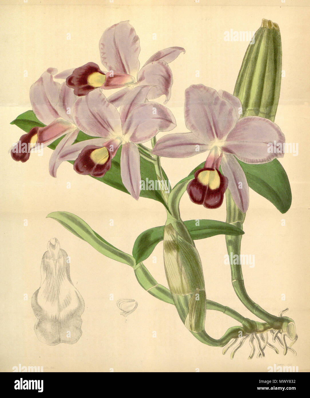 . Abbildung: Guarianthe skinneri (syn. Cattleya skinneri). 1846. Walter Hood Fitch (1817-1892) del. 256 Guarianthe skinneri (als Cattleya skinneri) - Curtis '72 (Ser. 3 Nr. 2) pl. 4270 (1846) Stockfoto