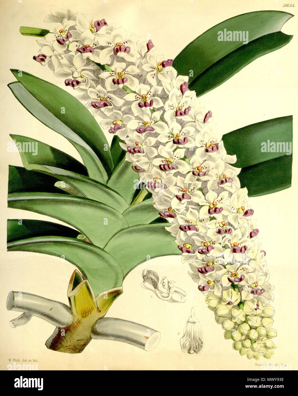 . Abbildung: Rhynchostylis gigantea (syn. Saccolabium giganteum). 1867. Walter Hood Fitch (1817-1892) del. et lith. Beschreibung von James Bateman (1811-1897) 520 Rhynchostylis gigantea (als Saccolabium giganteum) - Curtis '93 (Ser. 3 Nr. 23) pl. 5635 (1867) Stockfoto