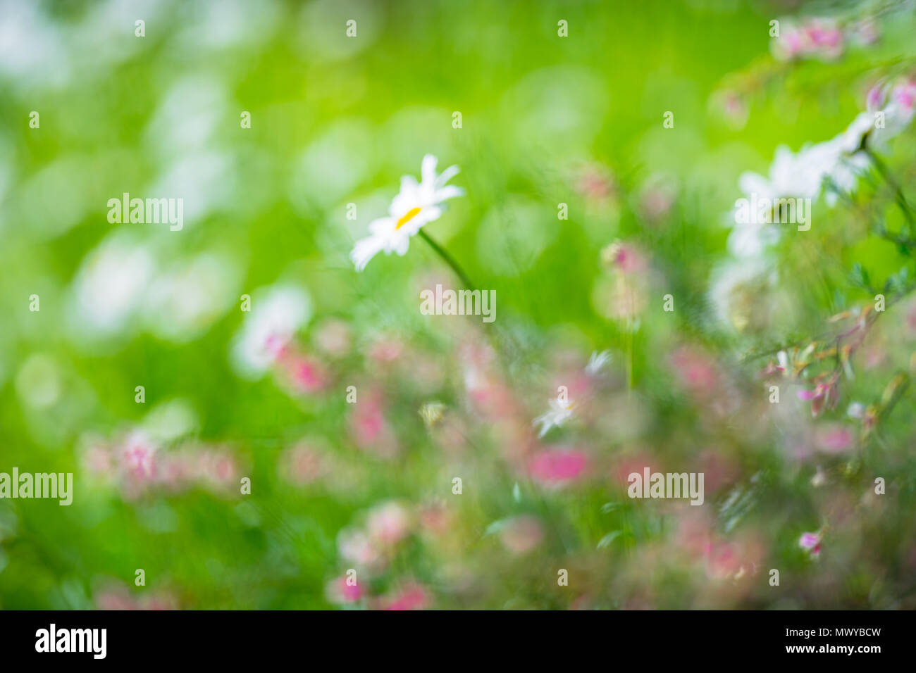 Unscharf Bilder von bunten Blumen ähnlich einem Monet impressionistischer Malerei. Stockfoto