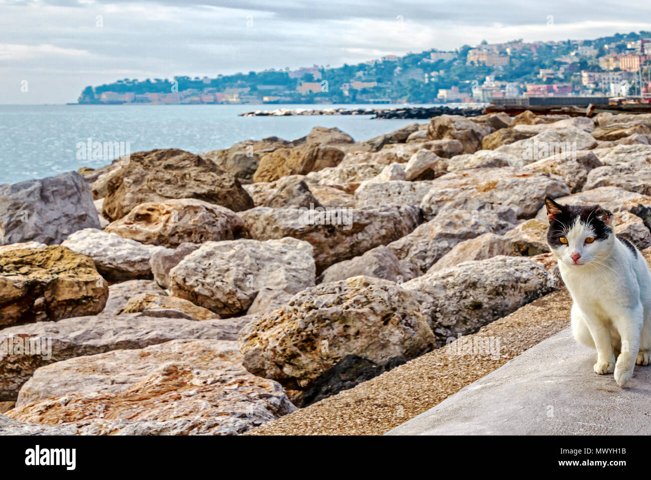 Eine strasse Katze mit gelben Augen am Hafen Mergellina Promenade in Neapel, Italien Stockfoto