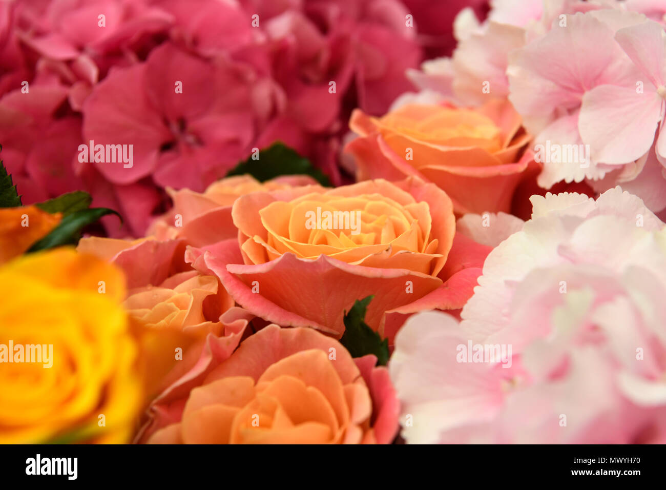 Schöne frische Blumen Stockfoto