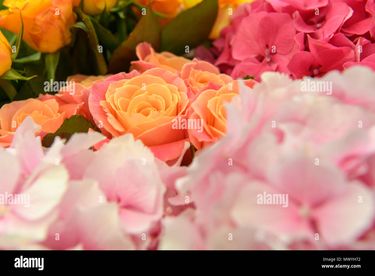 Schöne frische Blumen Stockfoto