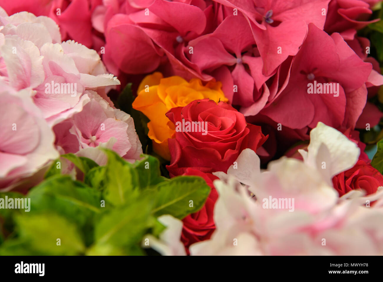 Schöne frische Blumen Stockfoto