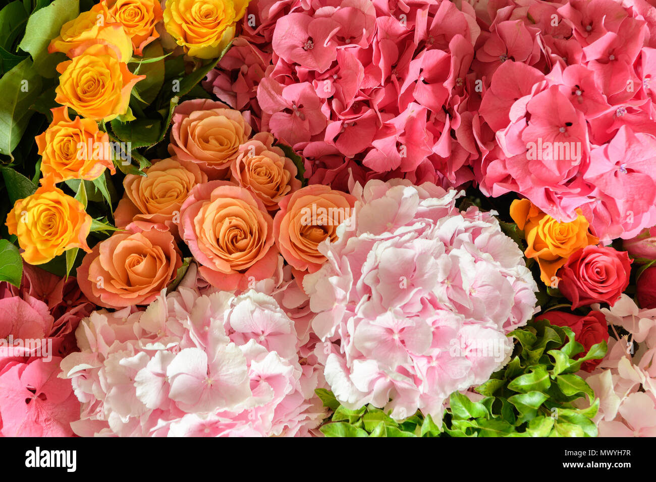 Schöne frische Blumen Stockfoto