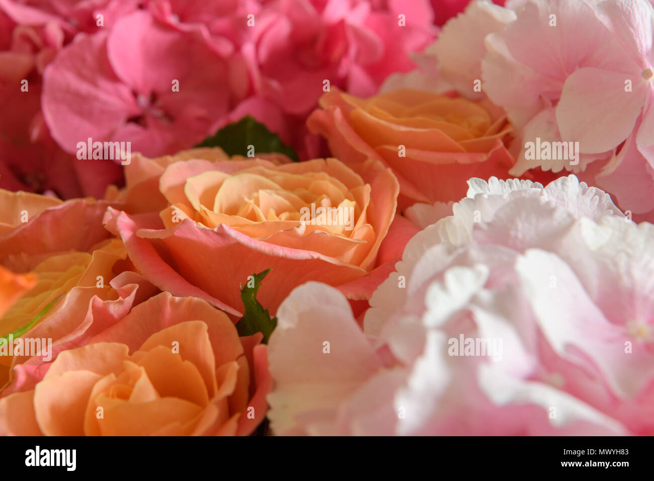 Schöne frische Blumen Stockfoto