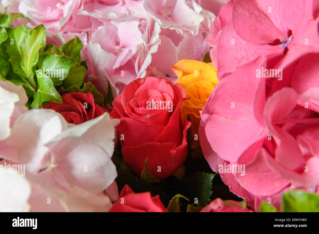 Schöne frische Blumen Stockfoto