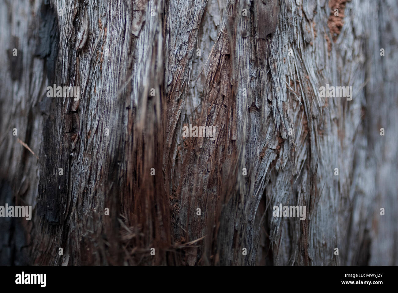 Baumrinde Texturen, in Brisbane Queensland Australien geschossen Stockfoto