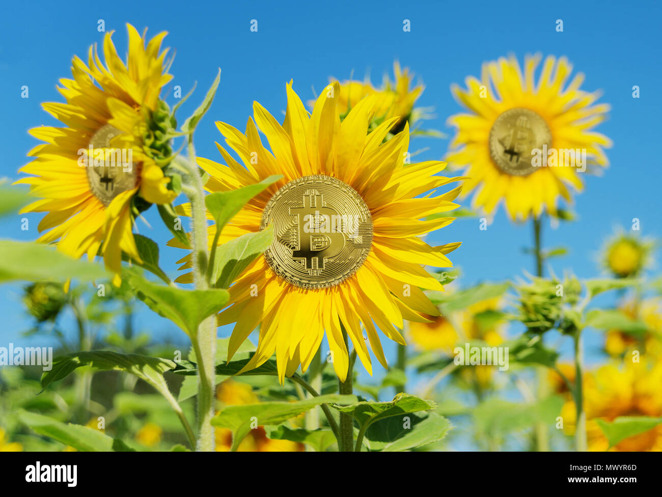 Allegorie der Farm für wachsende bitcoin der neuen digitalen Welt crypto Währung: bitcoin wächst wie eine Sonnenblume auf einem Feld Stockfoto