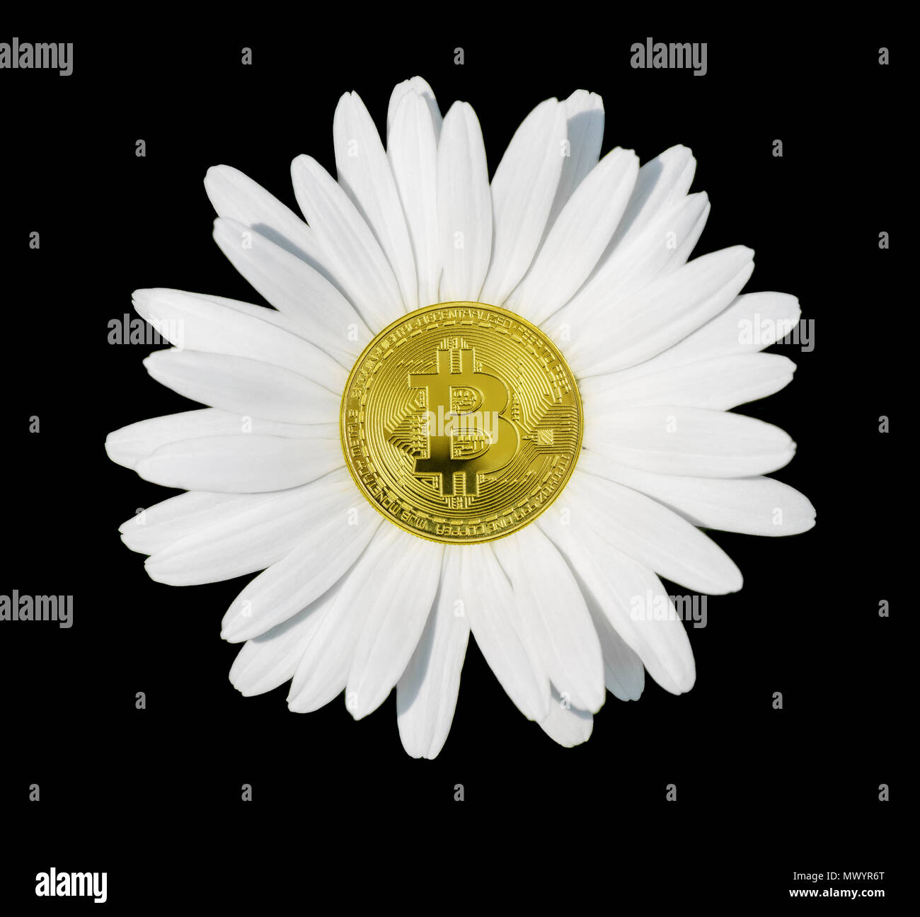 Konzept bitcoin - Kamille Blume mit weißen Blütenblättern close-up, auf einem schwarzen Hintergrund isoliert Stockfoto