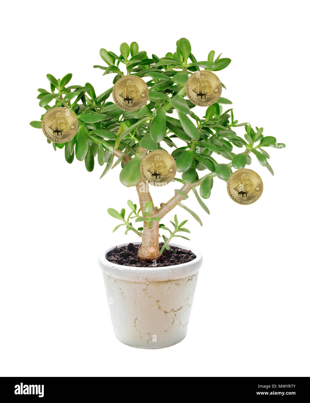 Allegorie der Farm für wachsende Bitcoins: Haus blume, pflanze Crassula  sukkulente Pflanze mit goldenen Münzen von bitcoin auf Ästen in einem  keramischen Blume p Stockfotografie - Alamy