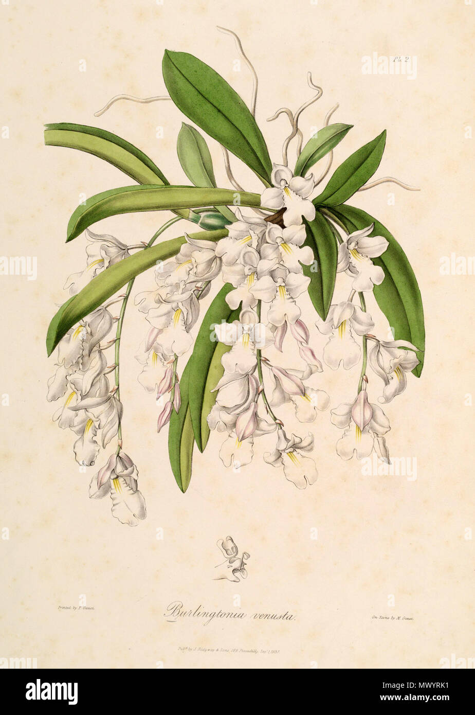 . Abbildung: Rodriguezia venusta (syn. Burlingtonia venusta). 1838. M. Gauci lith. (Zeichnung vermutlich von Miss Drake (1803-1857), aber diese Platte nicht unterzeichnet) 526 Rodriguezia venusta (als Burlingtonia venusta) - Sertum-Lindley pl. 2 (1838) Stockfoto