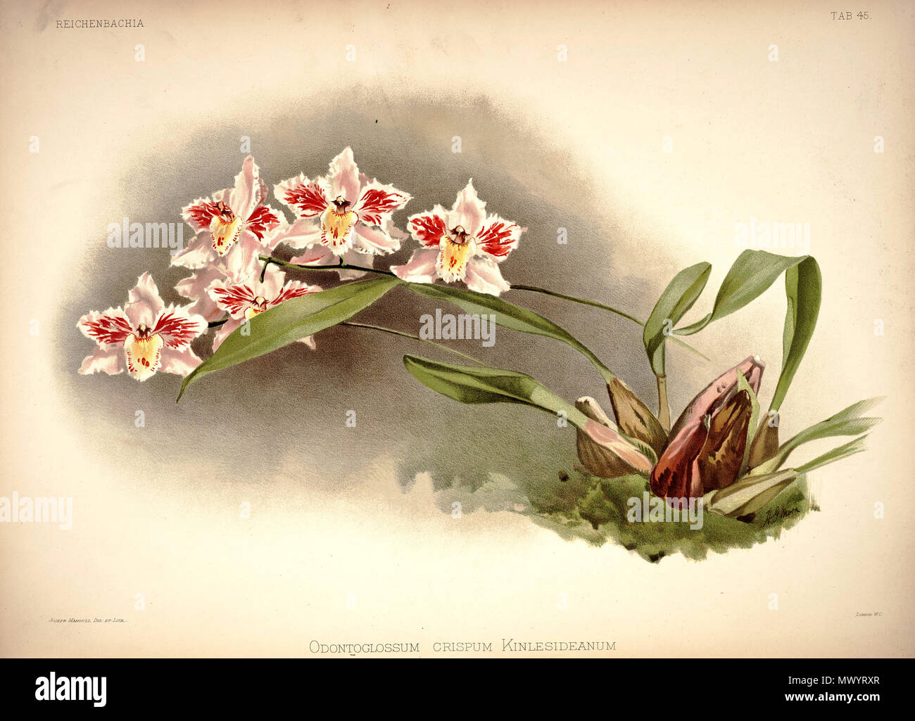 . Odontoglossum crispum. zwischen 1888 und 1894. H. Sotheran & Co., London (Editor) 220 Friedrich Sander - Reichenbachia ich Platte 45 (1888) - Odontoglossum crispum kinlesideanum Stockfoto
