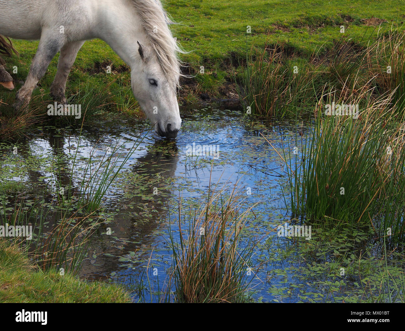 Wildes Pony das Trinken aus einem natürlichen Pool im Dartmoor, Devon, Südwest-England. Stockfoto