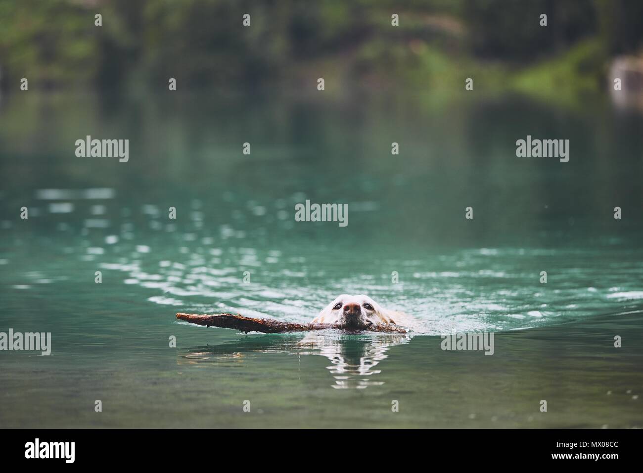 Hund im Bergsee. Labrador Retriever schwimmen mit Stick im Monat. Stockfoto
