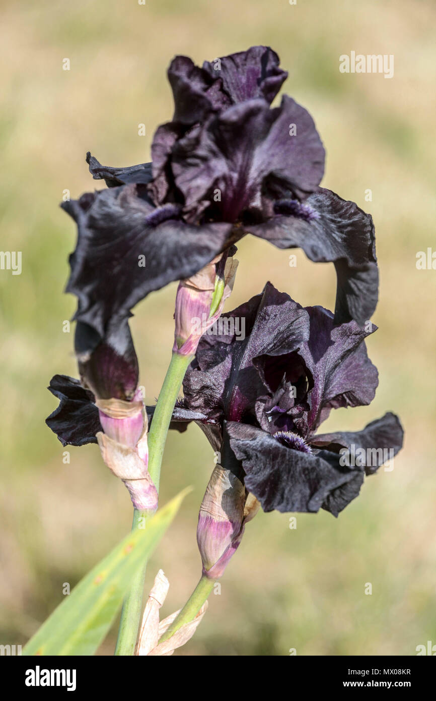 Iris' vor dem Sturm, bärtigen Iris lanceolata Stockfoto
