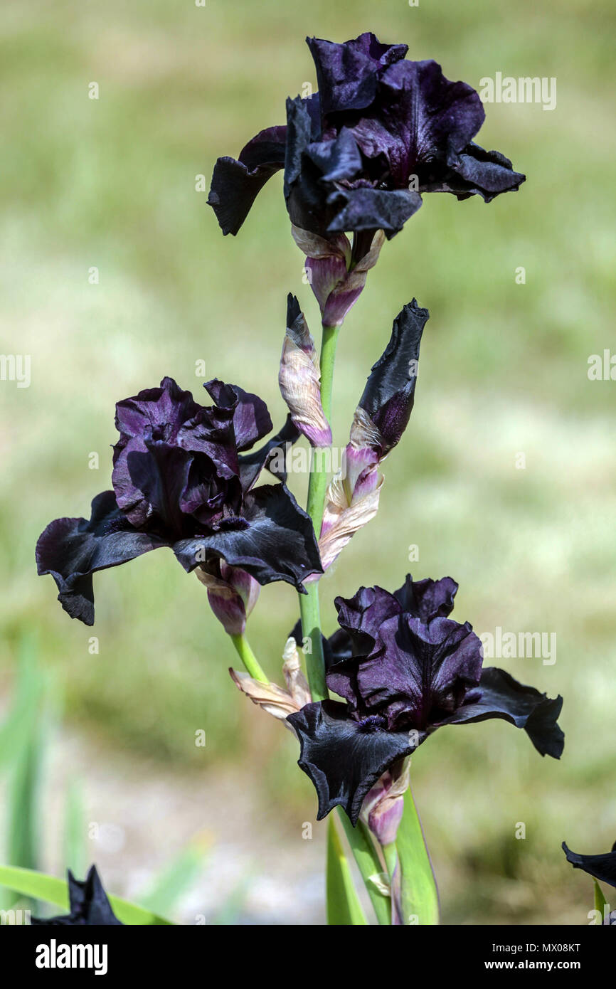Schwarze Iris ' vor dem Sturm ', bärtige Iris barbata Stockfoto