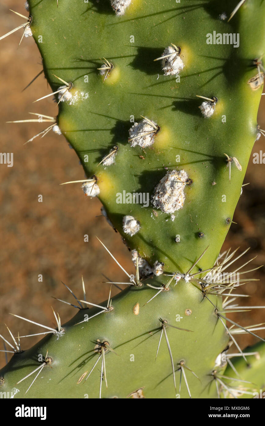 Cactus in der südafrikanischen Landschaft der trockenen Addo Elephant National Park, Eastern Cape, Südafrika Stockfoto