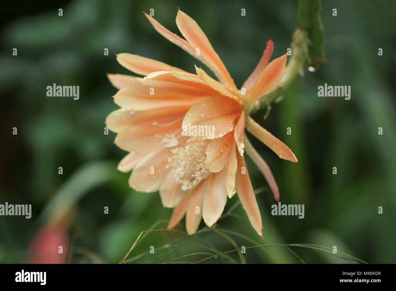 Epiphyllum "König Midas" Stockfoto